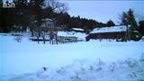 2日続けてイノシシ被害 午後5時に1頭を捕獲 雪かきを終えた80代男性に後ろから突進 新潟県上越市三和区|TBS NEWS DIG