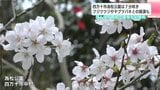 高知県四万十市の為松公園 サクラは7分咲き フジツツジやヤブツバキとの競演も | 高知のニュース・天気|KUTV NEWS | KUTVテレビ高知