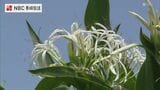 夏の海辺に咲く白い花・ハマユウ 五島市で見ごろ 「五島市の花」にも制定 | 長崎のニュース | 天気 | NBC長崎放送