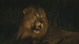 暗闇で目を光らせるライオンも 東山動植物園ナイトZOO初日は約1万7000人でにぎわう|TBS NEWS DIG