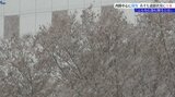 岩手県内雪は内陸を中心に雪 今夜から冷え込み強まる見込み|TBS NEWS DIG