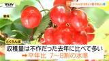 【動画】今年のさくらんぼは「去年よりは多い」が「平年よりは少ない」 予想収穫量は平年と比べると7割から8割の水準に カビ発生で実が腐れてしまう "おうとう灰星病" にも注意(山形) | 山形のニュース│TUYテレビユー山形