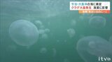 「魚はいるのに…悔しい」島の漁師が語った無念 瀬戸内海で異変…大量発生中の“透明の物体”とは|TBS NEWS DIG