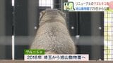不機嫌そうでも愛らしい「マヌルネコ」北海道・旭川市旭山動物園の飼育舎が拡張　岩場での行動がみどころ　大型連休から一般公開　札幌の円山動物園では「マレーグマ」公開始まる|TBS NEWS DIG