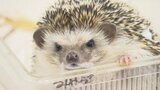 「沢山の思い出と経験をありがとう」 日本初の人工繁殖認定されたヨツユビハリネズミ・まさむね死亡 | 愛媛のニュース - Nスタえひめ|あいテレビは6チャンネル