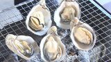 長崎鼻ビーチリゾートに初のカキ小屋オープン 特産のガザミも提供 大分・豊後高田市 | 大分のニュース|OBS NEWS|大分放送