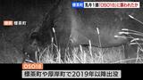 また大型のクマ「OSO(オソ)18」に襲われた乳牛か…背中の一部に食べられた痕、7月だけで6頭目の被害 北海道標茶町 | 北海道のニュース|HBC北海道放送