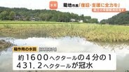 市内の水田の4分の1、431haが冠水　コメ収穫直前で深刻化　菊地市長「全容把握に努めサポートしっかり」　富山・氷見市　|　富山のニュース｜天気・防災｜チューリップテレビ
