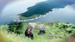 襲撃したのは「人を避けない」ヒグマ　26歳男性が犠牲になった背景に何が？地元には止まぬ苦情「なぜ子グマを殺した」“世界自然遺産”知床に横たわる課題|TBS NEWS DIG