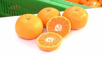 大変おいしいミカンができました」寿太郎みかんの出荷始まる 貯蔵庫で