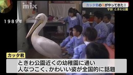 34年前に全国的な人気者！ カッタ君の孫がやってきた | 山口の