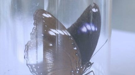 水鳥公園で、珍鳥ならぬ「珍蝶」見つかる | TBS NEWS DIG