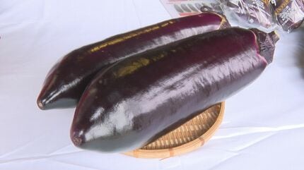 驚くほど大きい“萩たまげなす”出荷始まる「味でも驚いてほしい
