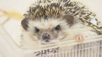 沢山の思い出と経験をありがとう｣ 日本初の人工繁殖認定された