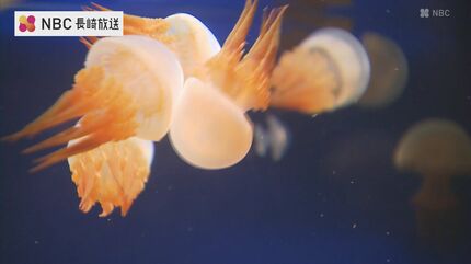新種 ”アマノガワクラゲ” 世界初展示 