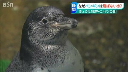 ペンギンはなぜ空を飛ばないの？」“世界ペンギンの日” 新潟市の水族館