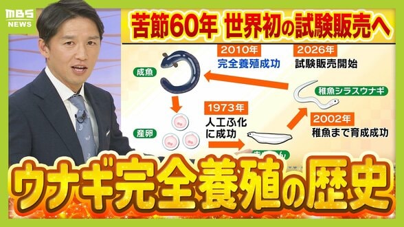 【完全養殖ウナギ】世界初の試験販売へ！半世紀にわたる研究…最大の謎は『赤ちゃんのエサ』現在は”国家機密”？　「中国で稚魚乱獲も」絶滅危惧種・ウナギの救世主となるか　|　MBSニュース | 関西の最新ニュースを分かりやすく。