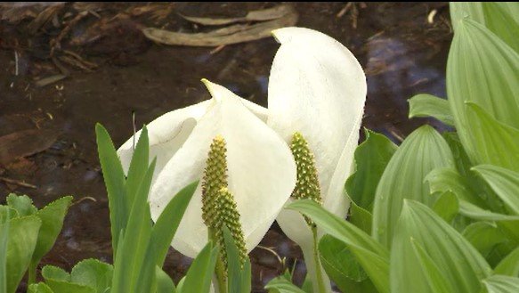 雪解け早く…長野・小谷村の栂池自然園…ミズバショウだけでなく7月の花も…ひんやりとした空気の中で散策楽しむ|TBS NEWS DIG