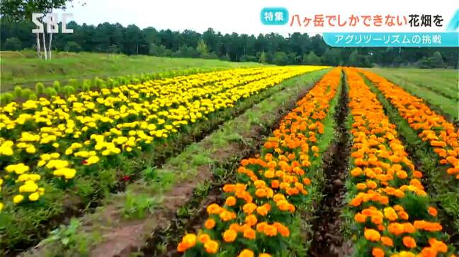 「今後日本の宝になる」八ヶ岳農業大学校の再生のシンボルに　農業と観光の融合を目指すチャレンジ　八ヶ岳山麓に「巨大なお花畑」がオープン　長野・原村|TBS NEWS DIG