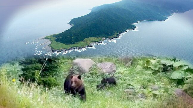 襲撃したのは「人を避けない」ヒグマ 26歳男性が犠牲になった背景に何が?地元には止まぬ苦情「なぜ子グマを殺した」“世界自然遺産”知床に横たわる課題|TBS NEWS DIG