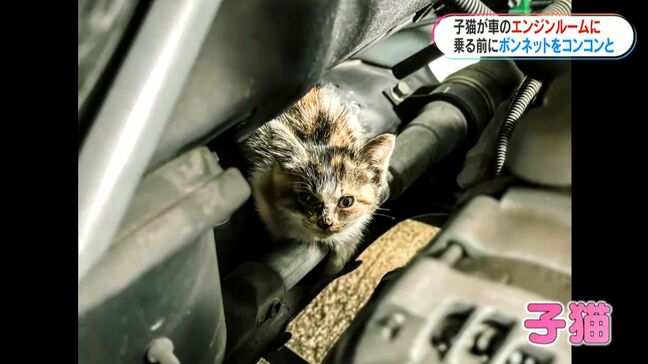 「ネコ！」車のエンジンルームに…子ネコが入り込むことも　どうすれば？JAFに聞いてみると|TBS NEWS DIG