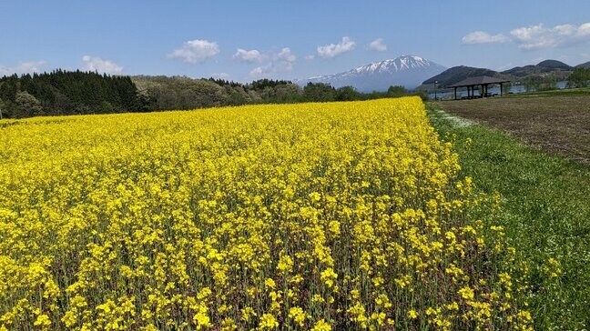 20万本の菜の花による黄色いじゅうたん　岩手県雫石町・御所湖広域公園の菜の花見ごろ|TBS NEWS DIG