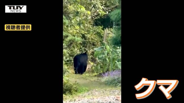 【動画】ゆっくりと歩く黒い影...寒河江市の街中で相次いでクマ出没 中学校ではグラウンドで生徒が目撃(山形)|TBS NEWS DIG