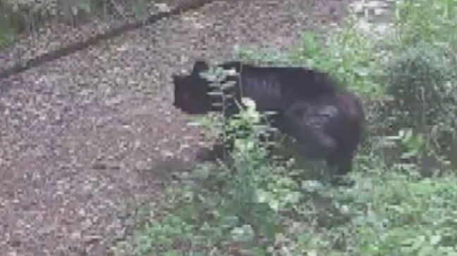 野生のツキノワグマを確認　園内の一部を閉鎖　去年出没個体と同じか　広島市安佐動物公園|TBS NEWS DIG