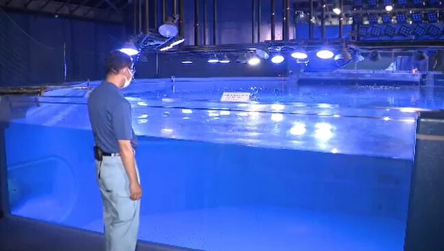 3400の生き物が死んだ石川・七尾市の「のとじま水族館」 地震を一歩ずつ乗り越え7月20日から営業再開|TBS NEWS DIG
