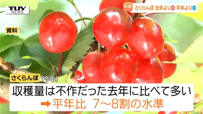 【動画】今年のさくらんぼは「去年よりは多い」が「平年よりは少ない」　予想収穫量は平年と比べると7割から8割の水準に　カビ発生で実が腐れてしまう "おうとう灰星病" にも注意（山形）|TBS NEWS DIG