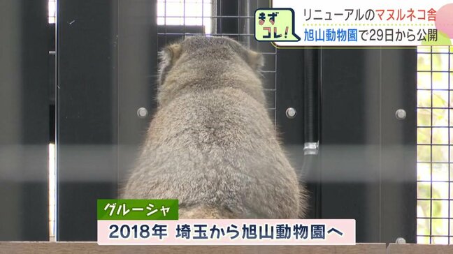 不機嫌そうでも愛らしい「マヌルネコ」北海道・旭川市旭山動物園の飼育舎が拡張　岩場での行動がみどころ　大型連休から一般公開　札幌の円山動物園では「マレーグマ」公開始まる|TBS NEWS DIG