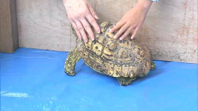 GWの池田動物園 動物たちとふれあう特別イベント開催【岡山】|TBS NEWS DIG