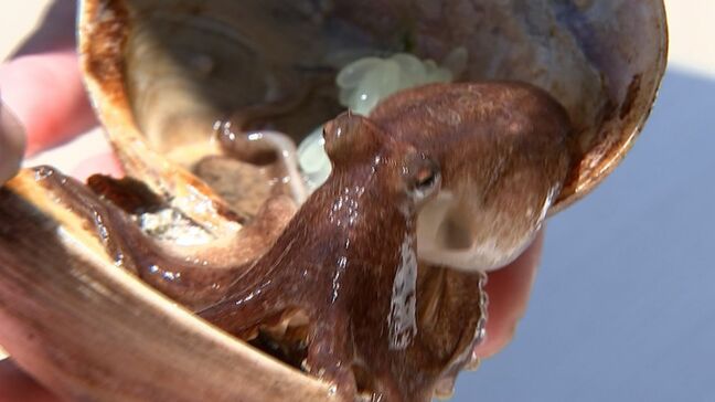 メスのイイダコが貝殻に産卵！その卵、約1万粒を高松市沖合へ放流「ほとんど絶滅に近いので何とか…」【香川】|TBS NEWS DIG