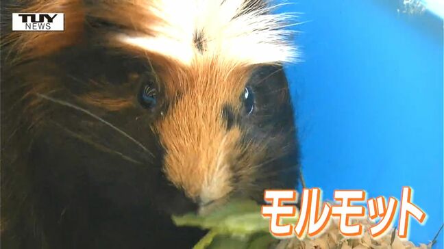 ぽかぽか陽気の中、河北町で「ひな祭り総選挙」(山形)|TBS NEWS DIG