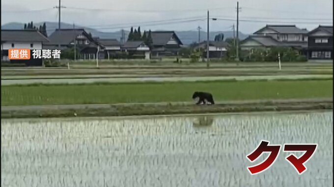 田んぼのあぜ道 駆け回るクマ 冬眠明けはエサ求め移動活発に… 農村部の対策とは 富山・砺波市|TBS NEWS DIG