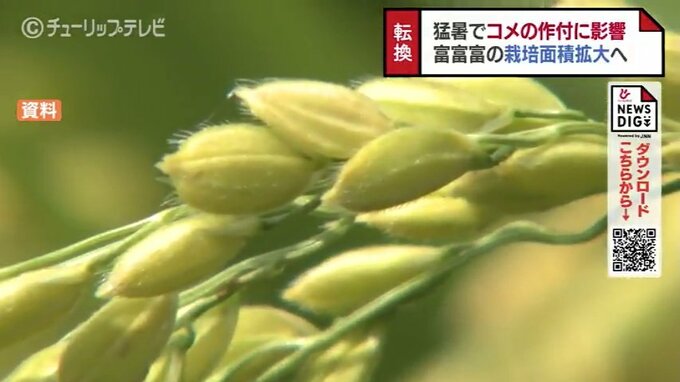 栽培面積は今年度1.5倍　暑さに強い富山米「富富富」で一等米比率の確保めざす　富山　|　富山のニュース｜天気・防災｜チューリップテレビ