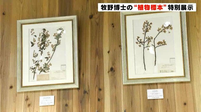 １００年前の姿のままで　牧野富太郎博士が採取した“植物標本”特別展示|TBS NEWS DIG