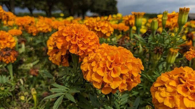 志波城古代公園のマリーゴールド　咲き誇るおよそ１万株の「オレンジ、黄色のじゅうたん」　岩手・盛岡市|TBS NEWS DIG