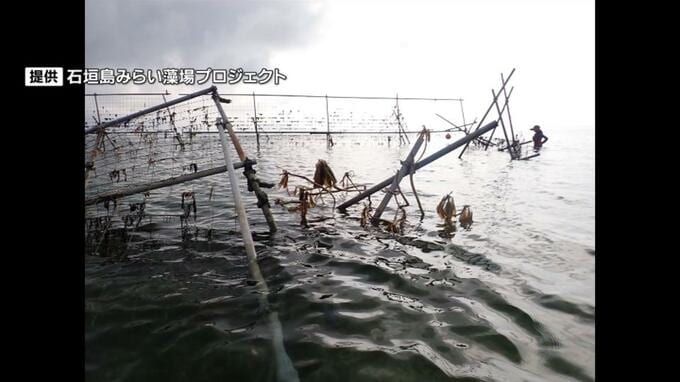 絶滅危惧種の海草「ウミショウブ」を守れ　台風13号で全壊の保護柵を新設　石垣市　|　沖縄のニュース｜RBC 琉球放送
