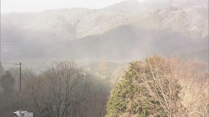 煙のように舞い上がる…“スギ花粉”がピーク 滋賀･岐阜から名古屋方面にやってくる スギ林で調査　|　名古屋・愛知・岐阜・三重のニュース【CBC news】 | CBC web