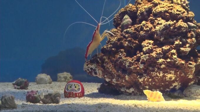 アクアスにお正月水槽　おめでたい色や模様などで正月を連想させる生き物を展示|TBS NEWS DIG