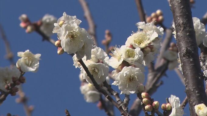 梅の花見ごろ　|　BSSニュース | BSS山陰放送