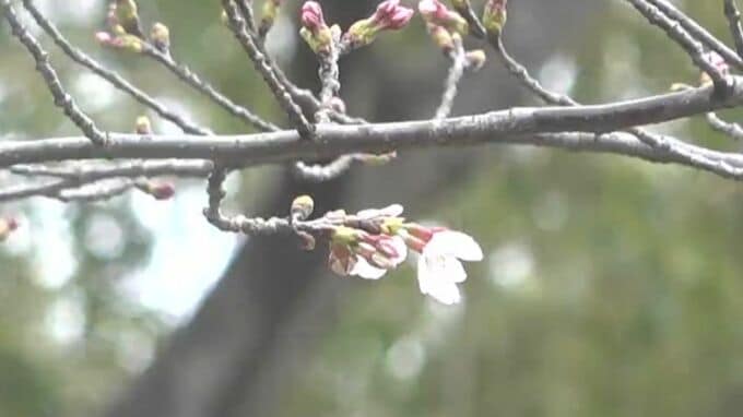 【速報】岡山でも「サクラの開花」を発表　岡山地方気象台　平年より3日早く　後楽園の標本木　|　岡山・香川のニュース | 天気 | RSK山陽放送