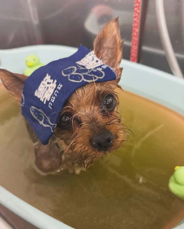 浜崎あゆみ 】 愛犬の写真を公開 「シャンプーと爪切りに行ったら