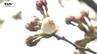 歴代2番目の早さ！ 山形地方気象台で桜の開花観測　平年より11日早く去年より7日早い開花　|　山形のニュース│TUYテレビユー山形