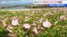 ハマヒルガオが見頃　淡いピンクでラッパ状の可憐な花　新潟・佐渡市　|　新潟のニュース・天気｜BSN NEWS｜BSN新潟放送