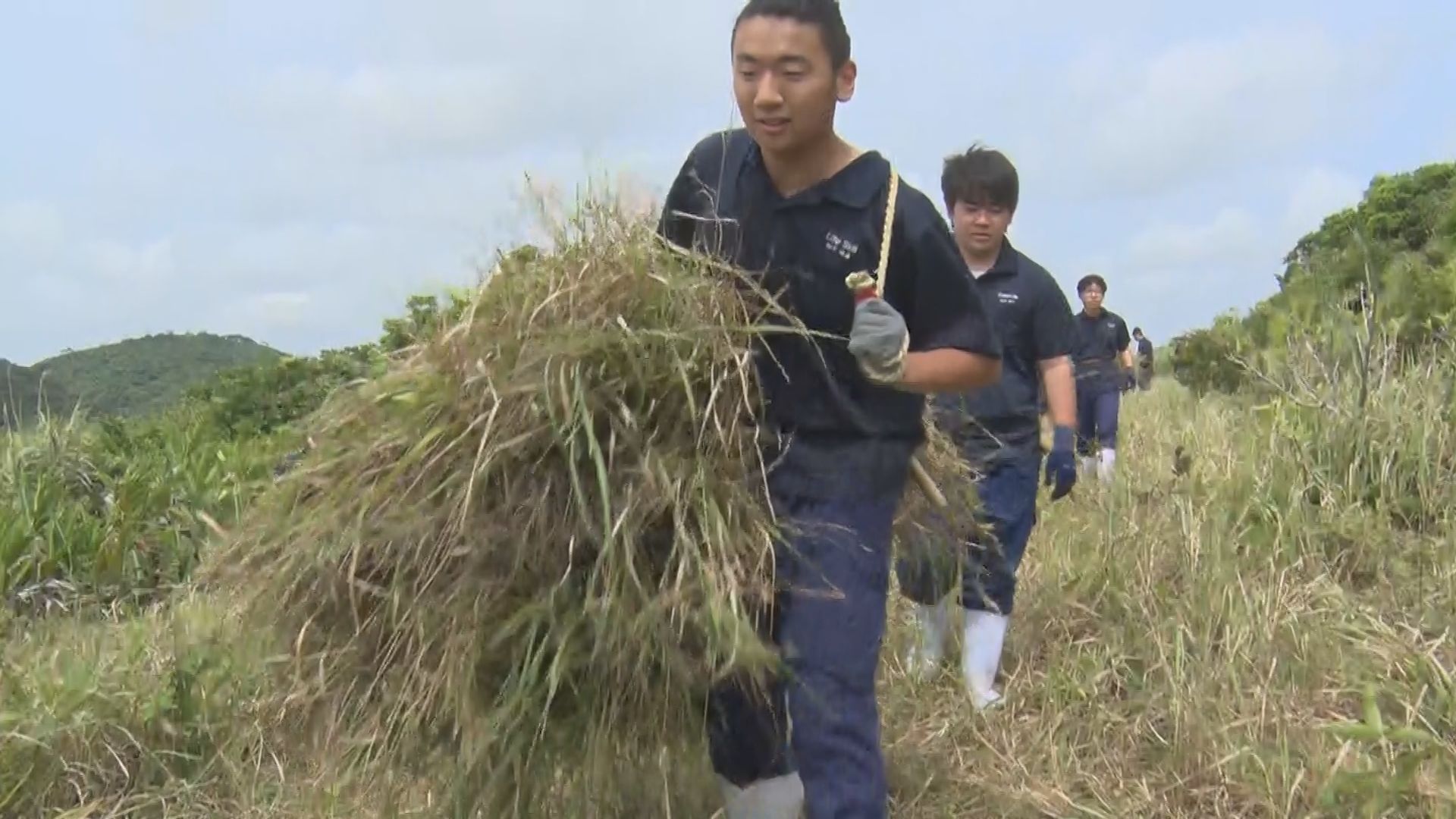 高校生が草刈りで団結を深める　石垣島の高校で87年続く伝統の草刈り大会　沖縄