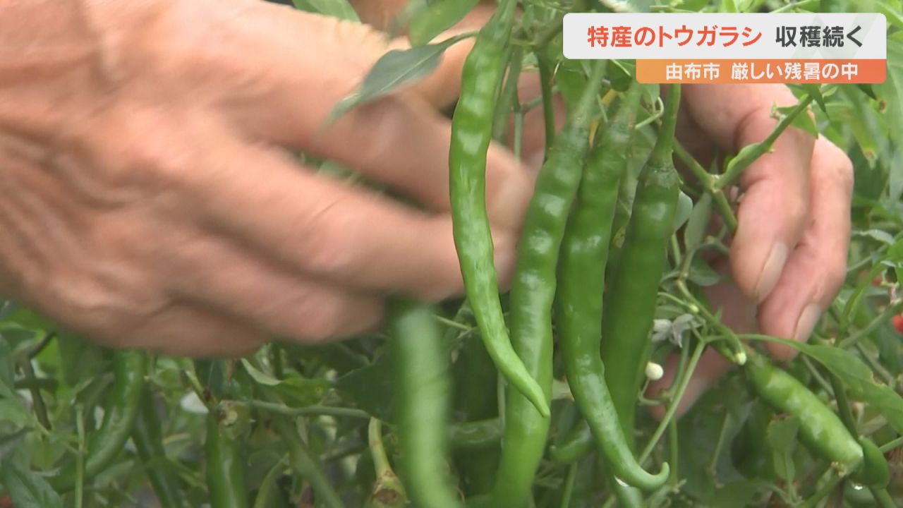 激辛とうがらしのホットパラソルEXを収穫 大分・由布市 | TBS NEWS DIG