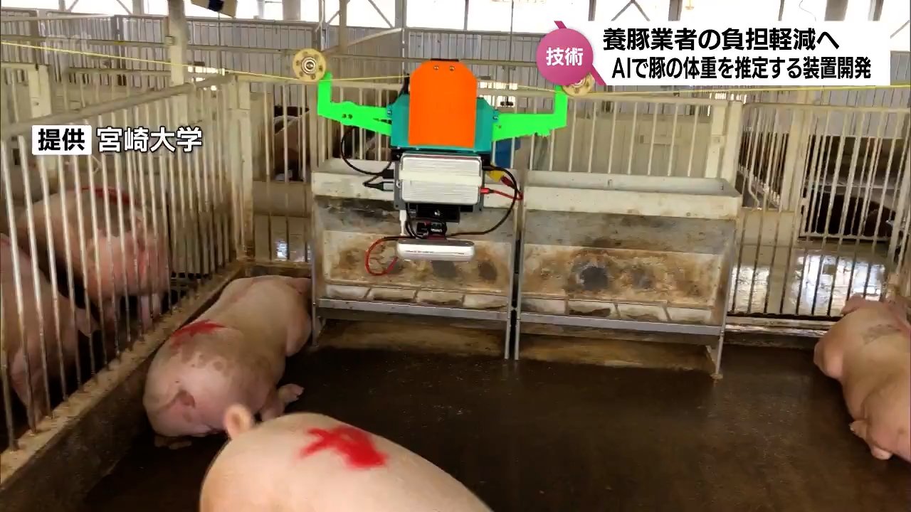 養豚農家の負担軽減へ AIを活用し自動で豚の体重を推定できる装置を