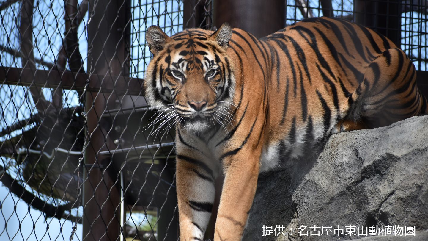 東山動植物園のスマトラトラ「ダマイ」が死ぬ 死因は急性腎不全 横浜